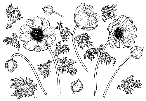 Vector set of Anemone Flowers. Hand drawn floral illustration of plants with leaves and buds on isolated background in outline style. Black botanical drawing. Linear sketch for wedding invitations.