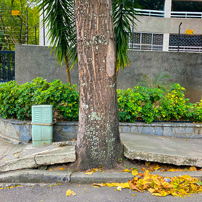 Over time this tree grew and damaged the sidewalk for pedestrians in a residential area of the city of Caracas.