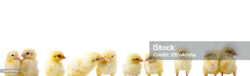 border of chickens border of ten chickens isolated on a white background Animal Stock Photo