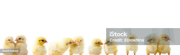 Border Of Chickens Stock Photo - Download Image Now - Animal, Baby Chicken, Bird
