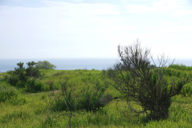 istock Coastal Landscape Santa Barbara 1469204656