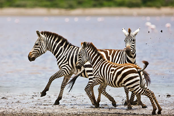 istock Zebras in the Serengeti 146920535