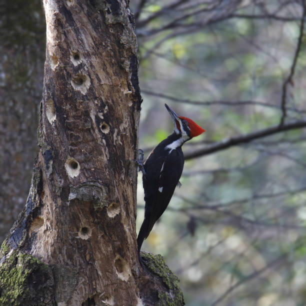 istock Pileated Woodpecker (male) (dryocopus pileatus) perched on the trunk of a big tree 1469206342