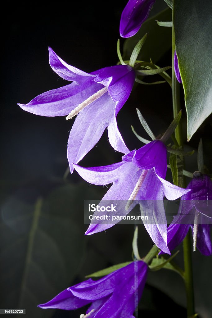 Primer plano de bellflower - Foto de stock de Azul libre de derechos