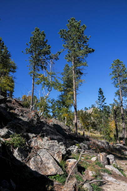 istock Custer State Park - Sylvan Lake Hike - Landscape of Trees & Rock 1469207610