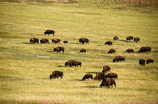 Custer SP - Gathering Herd at Roundup Time