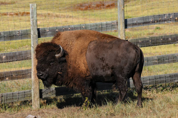 istock Wind Cave NP - Bison Beside the Fence 1469208382
