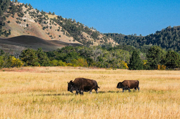 istock Custer SP - Two Buffalo in Dakota Landscape 1469208425