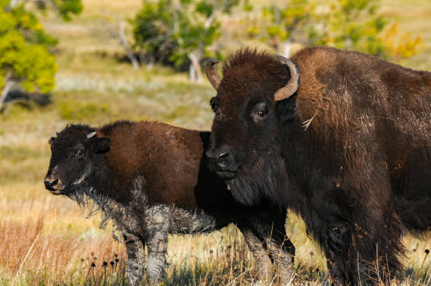 istock Custer SP - Buffalo Large Bull and Calf 1469208579