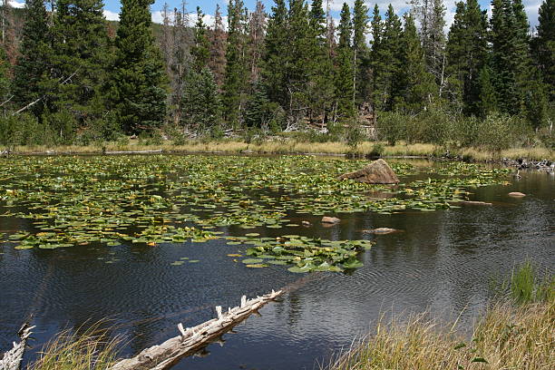 log in lake mountain lake with log and water lilleslog lily lake rocky mountains colorado stock pictures, royalty-free photos & images