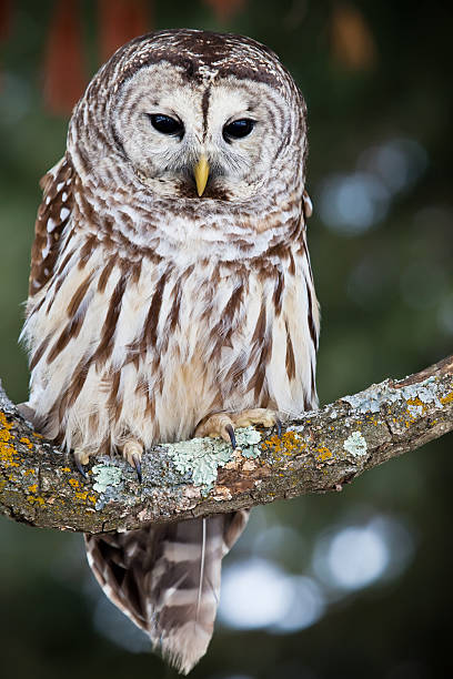 Strix Varia - foto de acervo