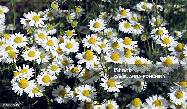 Matricaria Recutita Kamille Blüten Stockfoto und mehr Bilder von Baumblüte - Baumblüte, Bildschärfe, Blume