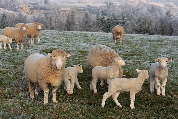 istock Sheep grazing in rural countryside 146921020