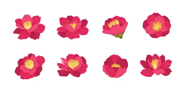 Vector illustration of Set of camellia japonica blooming flowers illustration.