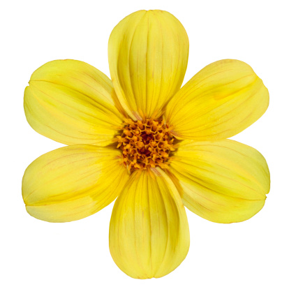 Six Fresh Petals of Beautiful Yellow Dahlia Flower Isolated on White Background
