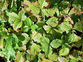 Strawberry plants (Fragaria vesca, garden variety) with spotted and bitten leaves