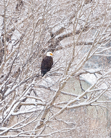 Bald Eagle Perched in Snow Covered Cottonwood - Bird of prey in natural environment along riparian river area.