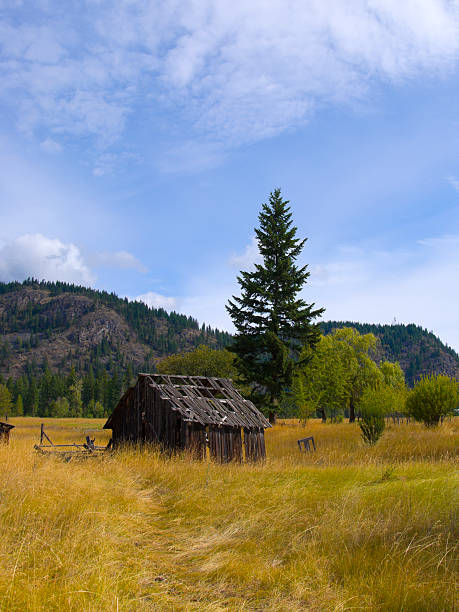 istock Old Barn in Golden field 146921214