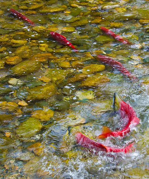 Sockeye Salmon make the difficult swim upstream to spawning in a shallow Canadian River near Shuswap & Slamon Arm, August 2010, British Columbia, Canada