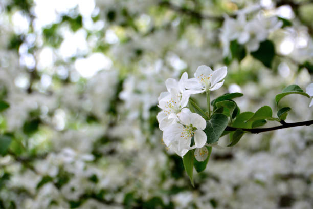 istock A blooming apple tree with white flowers and green leaves 1469212779