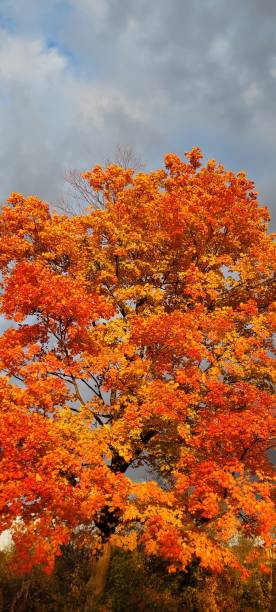 istock Morning over autumn foliage (A) 1469212857