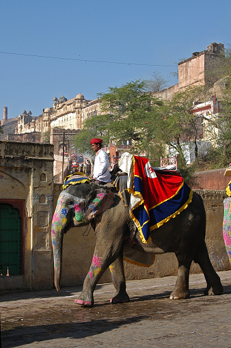 Jaipur, India - March 16, 2014: Guide with his elephant exiting Amber (Amer) Fort, heading to the foothill to pick up new tourist groups.