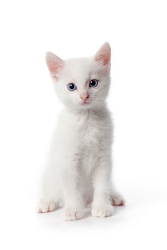 Cute white kitten with blue eyes on white background