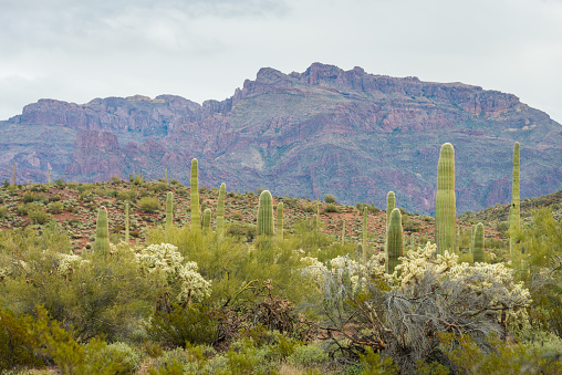 Organ Pipe Cactus National Monument