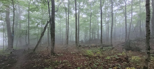 Sunrise on a misty morning over shrublands, Veluwe, the Netherlands