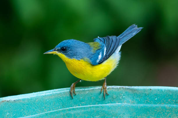 istock Tropical Parula (Setophaga pitiayumi) is a small New World warbler. 1469214641