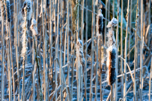 Frozen Cattail in winter time