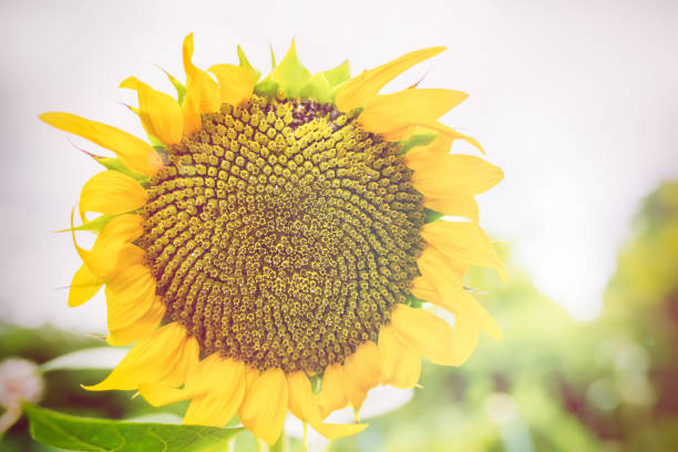 Sunflower cultivation at sunrise in the garden