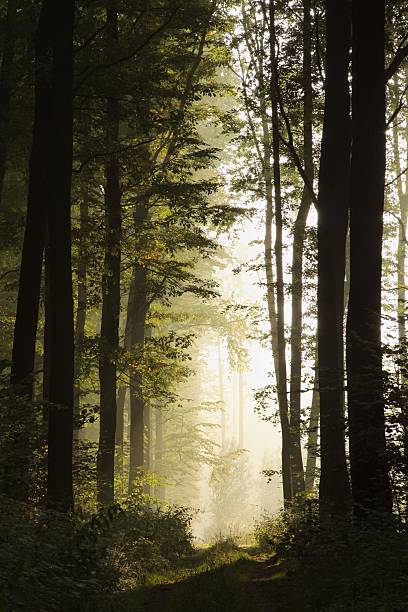 istock Landscape of misty deciduous forest 146921794