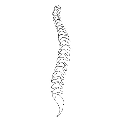 Spine one line on white background, simple sketch of part of skeleton. Human bones, spine, rehabilitation. Medical drawing, anatomy, osteopathy. Vector stock illustration.