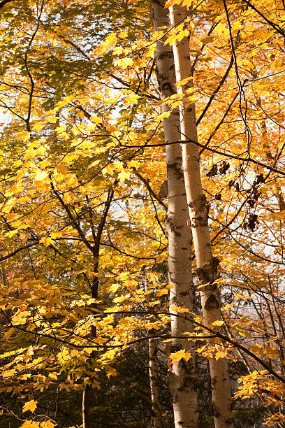 Fall Colors stock photo