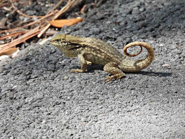 Curly-tailed Lizard (Leiocephalus carinatus) resting on a sidewalk Curly-tailed Lizard - profile northern curly tailed lizard leiocephalus carinatus stock pictures, royalty-free photos & images