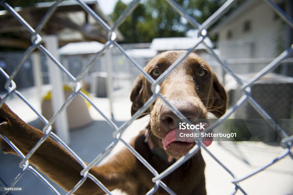 chocolate lab in gated area Animal Mouth Stock Photo