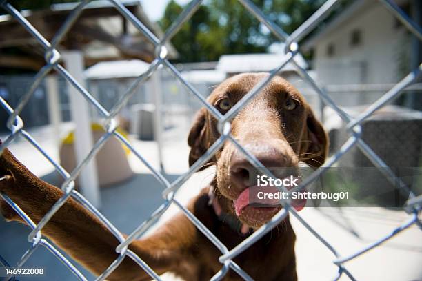 Chocolate Lab In Gated Area Stock Photo - Download Image Now - Animal Mouth, Animal Tongue, Chocolate Labrador