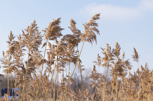 Reed bed on a bank of frozen river