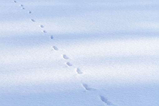 Footprints on snow surface. Winter background with footsteps.