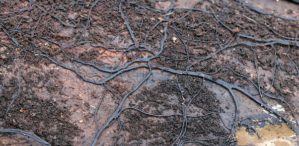 A network of dark strands of fungi called rhizomorphs of Honey Fungus Armillaria mellea on an old rotten tree trunk.