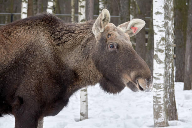 istock Moose in the reserve in winter. 1469221065