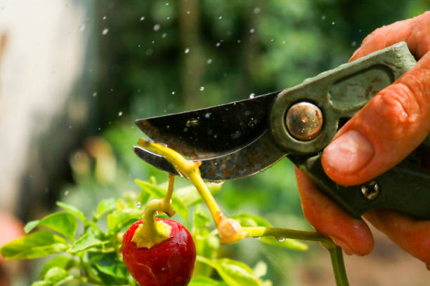 istock Close-up of a man's hand cutting a chilli plant 1469221703