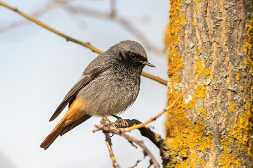 The Black Redstart is a small passerine bird with dark and inconspicuous plumage, frequently found in a human environment.