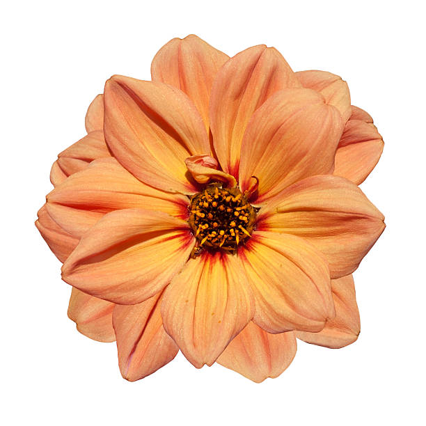 Beautiful Orange Dahlia Flower  Isolated on White Background