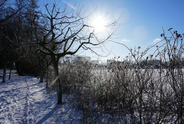 Leafless fruit tree and bushes in winter. Sun rays produce lens flare. The landscape is snow covered