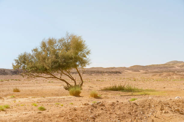 istock desert landscape with tree, Sinai, Egypt 1469222330
