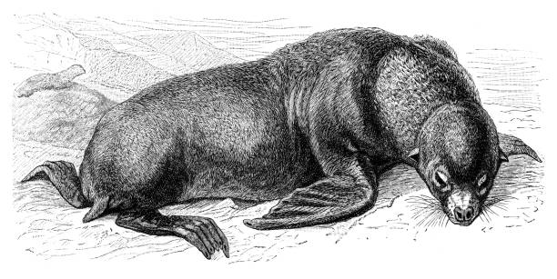 Sea lion or Otaria Stelleri.