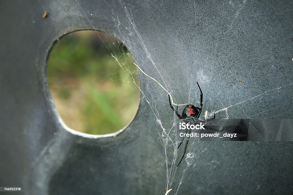 Black Widow Spider A large black widow spider spinning a web under a metal grate in Montana. Black Widow Spider Stock Photo