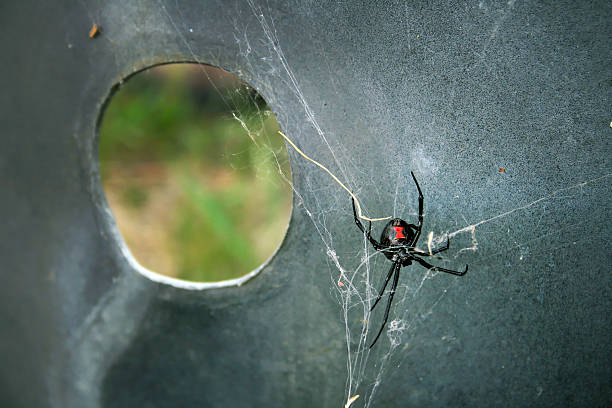 Black Widow Spider A large black widow spider spinning a web under a metal grate in Montana. black widow spider photos stock pictures, royalty-free photos & images